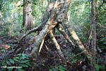 Elephant protection in the form of stilt roots