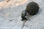 Dung beetle pushing a ball of dung up a sand bank