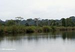 Tropical rainforest of Loango National Park in Gabon