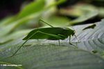 Green katydid on a leaf