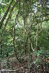 Vines in the rainforest