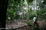 Guide examining a clearing made by forest elephants