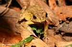 Rainforest frog in leaf litter