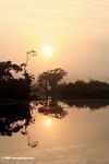 Sunrise over the Gabonese rainforest of Loango National Park