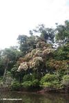 Flowering rain forest trees