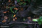Barefoot rainforest guide