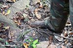 Guides often walk barefoot through the rainforest in Gabon despite numerous parasites that reside in forest soils