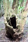 Giant tree hollow