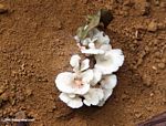 White fungi growing on soil