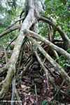 Elephant protection in the form of stilt roots from a canopy tree