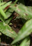 Unknown ground frog in the Gabon rainforest