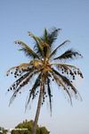 Weaver bird colony in a palm tree