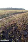 Fresh grass emerging from recently burned savanna in Gabon