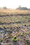 Fresh grass emerging from newly burned savanna in Gabon