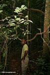 Patrick, nature guide, in the rainforest of Gabon