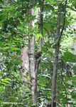 Rain forest squirrel