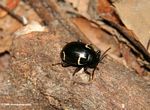 Black beetle with yellow markings