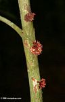 Red cauliflorous flowers emerging from tree trunk