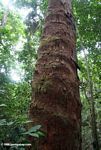 Bark of the Okume tree