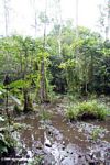 Rainforest swamp in Gabon