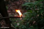 Okume resin, a natural fire starter