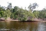 Mangroves on Loango lagoon