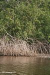 Mangroves on Loango estuary
