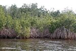 Mangroves on Loango lagoon