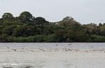 Bird species in Loango lagoon