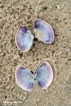 Lavender clam shells