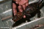 Juvenile West African slender-snouted crocodile, Crocodylus cataphractus 