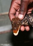Juvenile West African slender-snouted crocodile, Crocodylus cataphractus, captured for a population survey