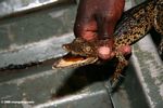 Juvenile Nile crocodile captured for a population survey