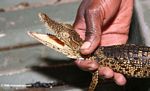 Juvenile Nile crocodile, Crocodylus niloticus, captured for a population survey in Gabon