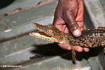 Juvenile Nile crocodile, Crocodylus niloticus, captured for a population survey