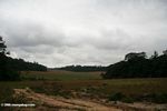 Savanna and forest in Gabon