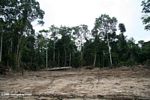 Deforestation from logging