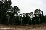 Total deforestation in Gabon