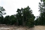 Logging road and deforestation in Gabon