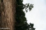 Damage wrought by intensive logging