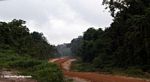 Road for accessing forest timber