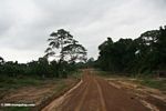 Access road for logging in Gabon