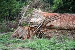 Emergent canopy tree felled for timber in Gabon