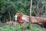 Emergent canopy tree felled for timber in Gabon