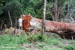 Giant rainforest tree felled but abandoned