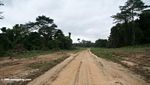 Logging road in Gabon