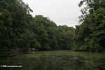 Still blackwater river in the rainforest of Gabon