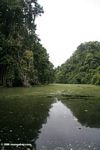 Mpivie river, a blackwater river in the rainforest of coastal Gabon