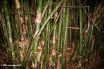 Dense Bamboo