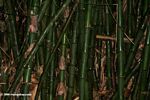 Giant bamboo in Gabon
